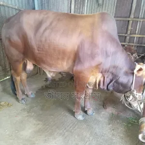 Red Bull Cow