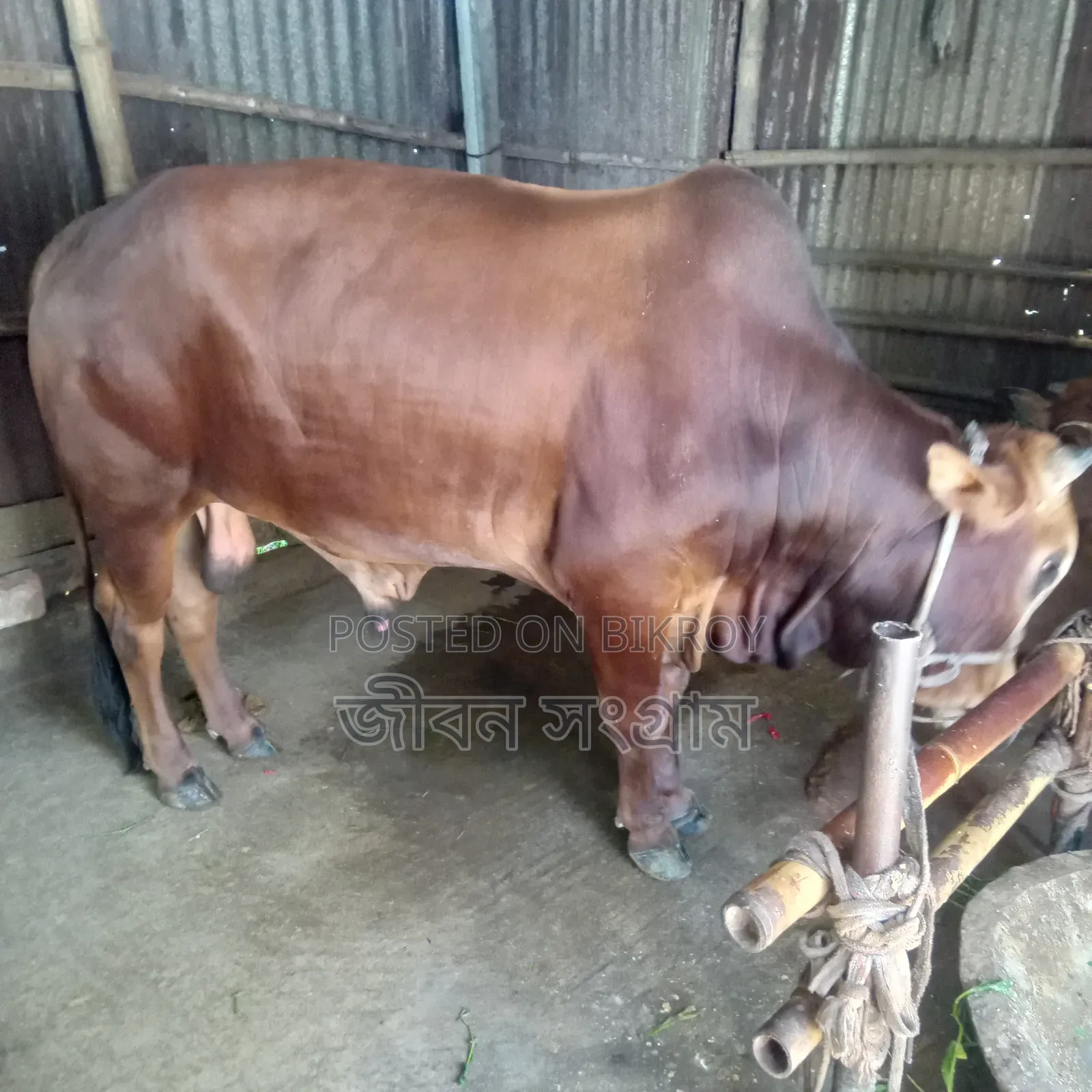 Red Bull Cow