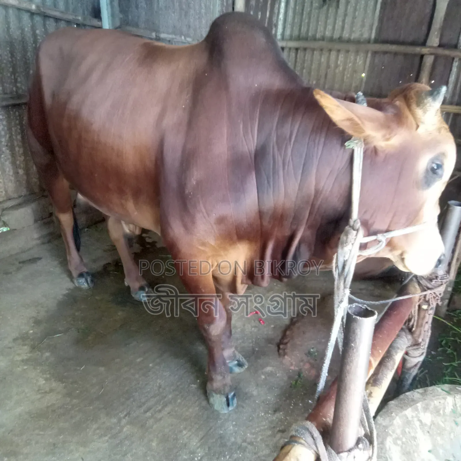 Red Bull Cow