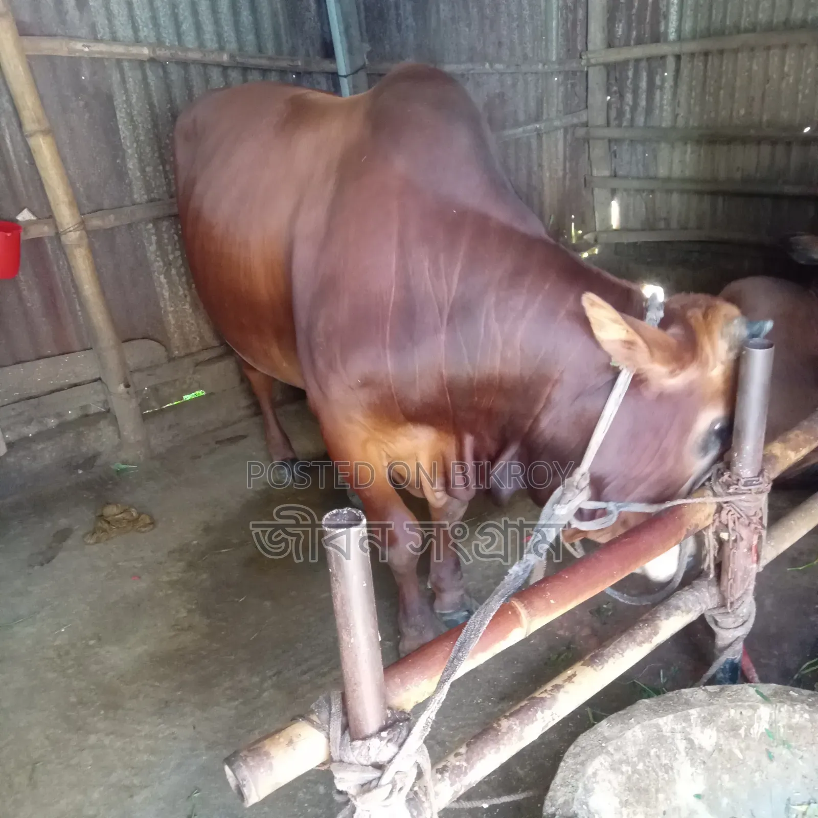 Red Bull Cow