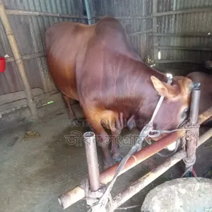 Red Bull Cow