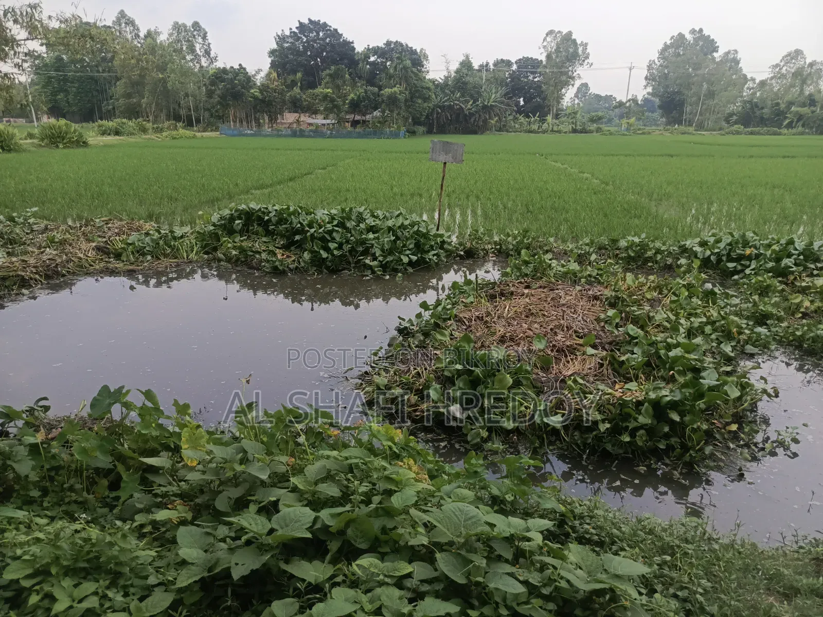 কার্পেটিং রোড সংলগ্ন ১২ শতক জমি
