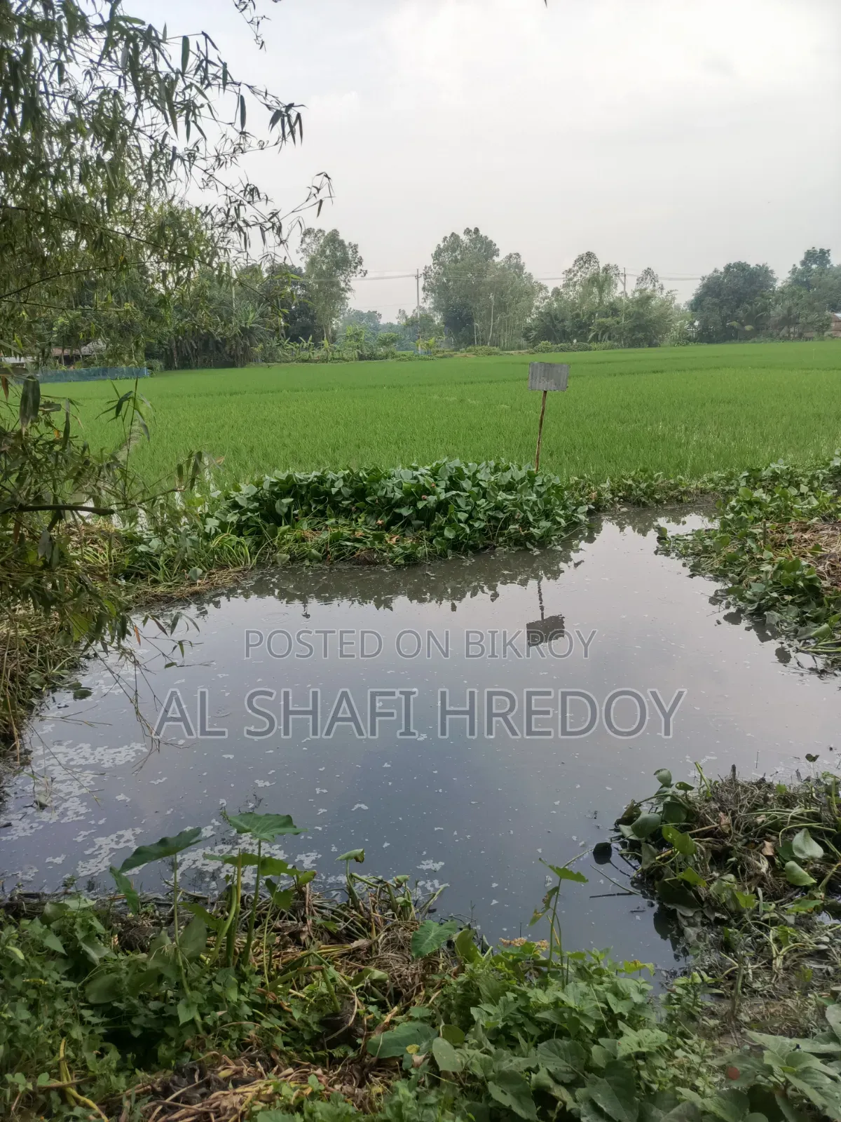 কার্পেটিং রোড সংলগ্ন ১২ শতক জমি