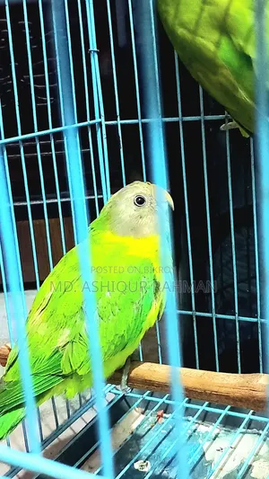 Hiramon Parrot Baby
