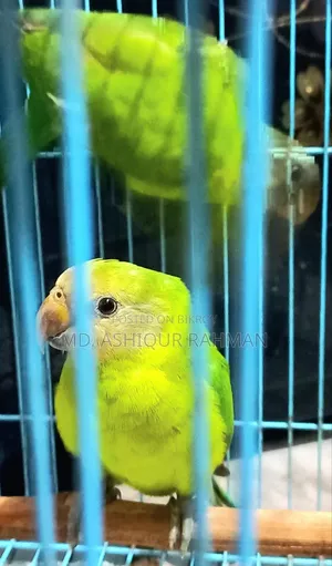 Hiramon Parrot Baby