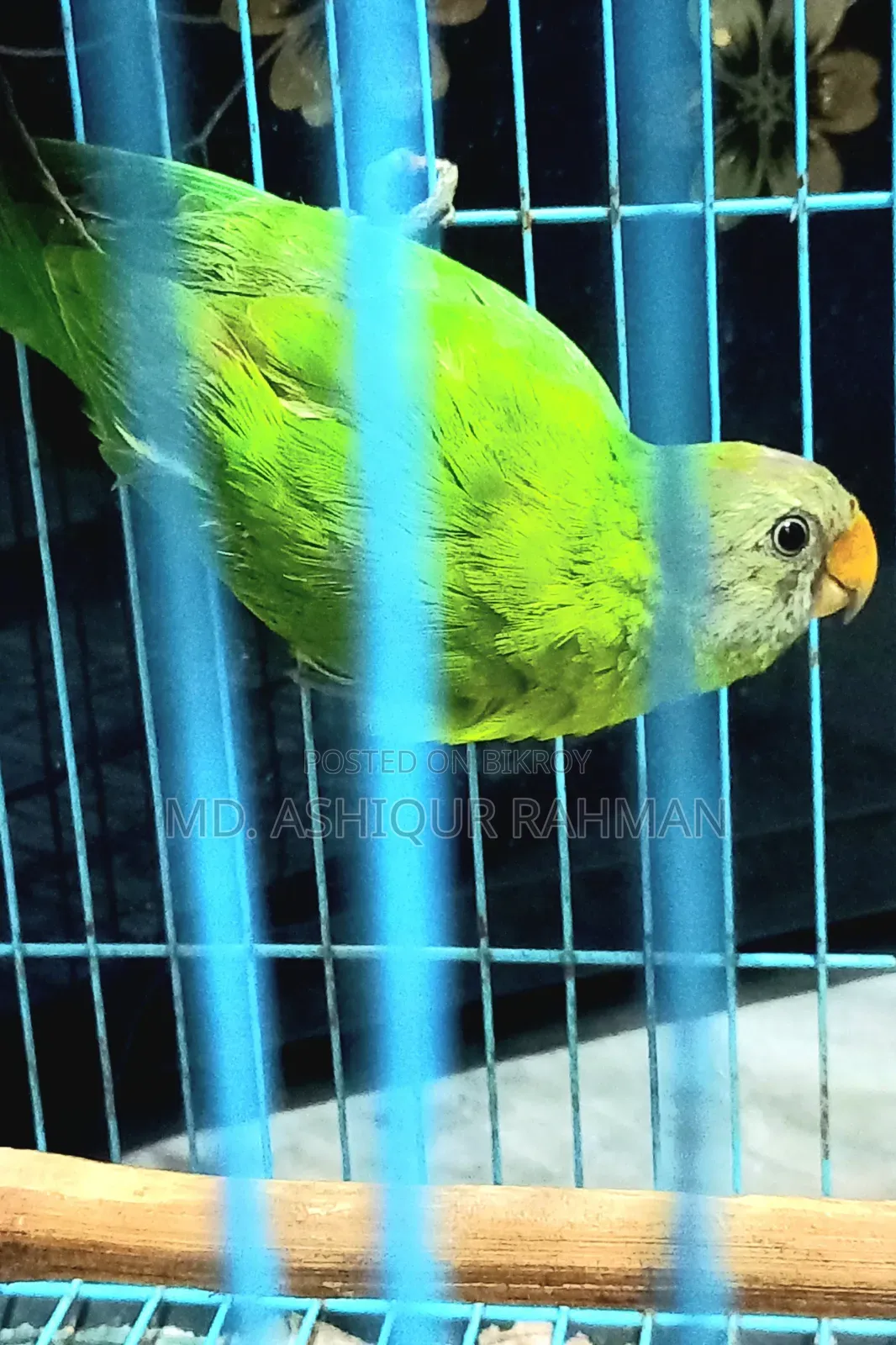 Hiramon Parrot Baby