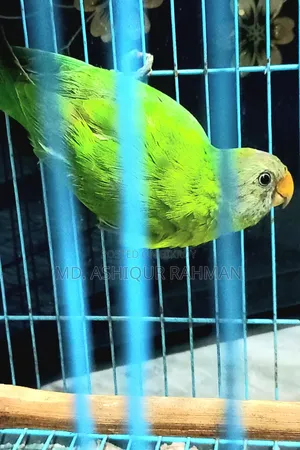 Hiramon Parrot Baby