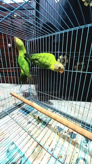 Hiramon Parrot Baby