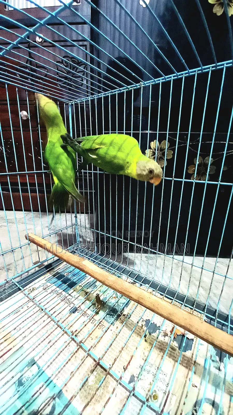 Hiramon Parrot Baby