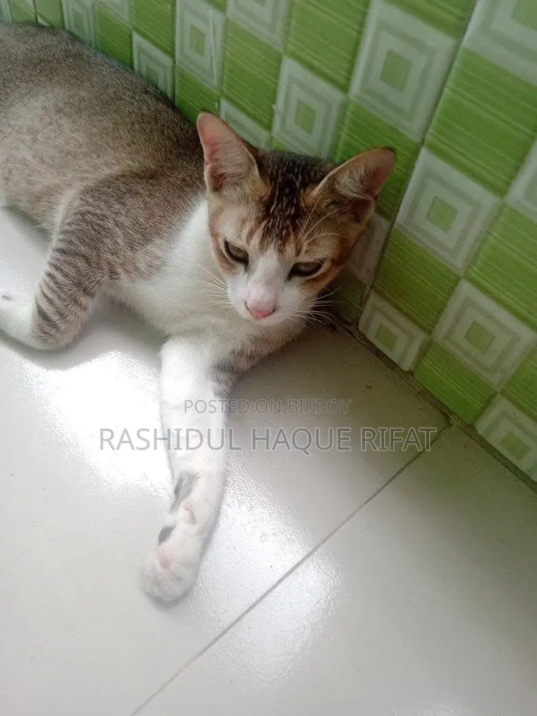 ৩-৬ মাসের পুরুষ মিশ্র জাতের বিড়াল