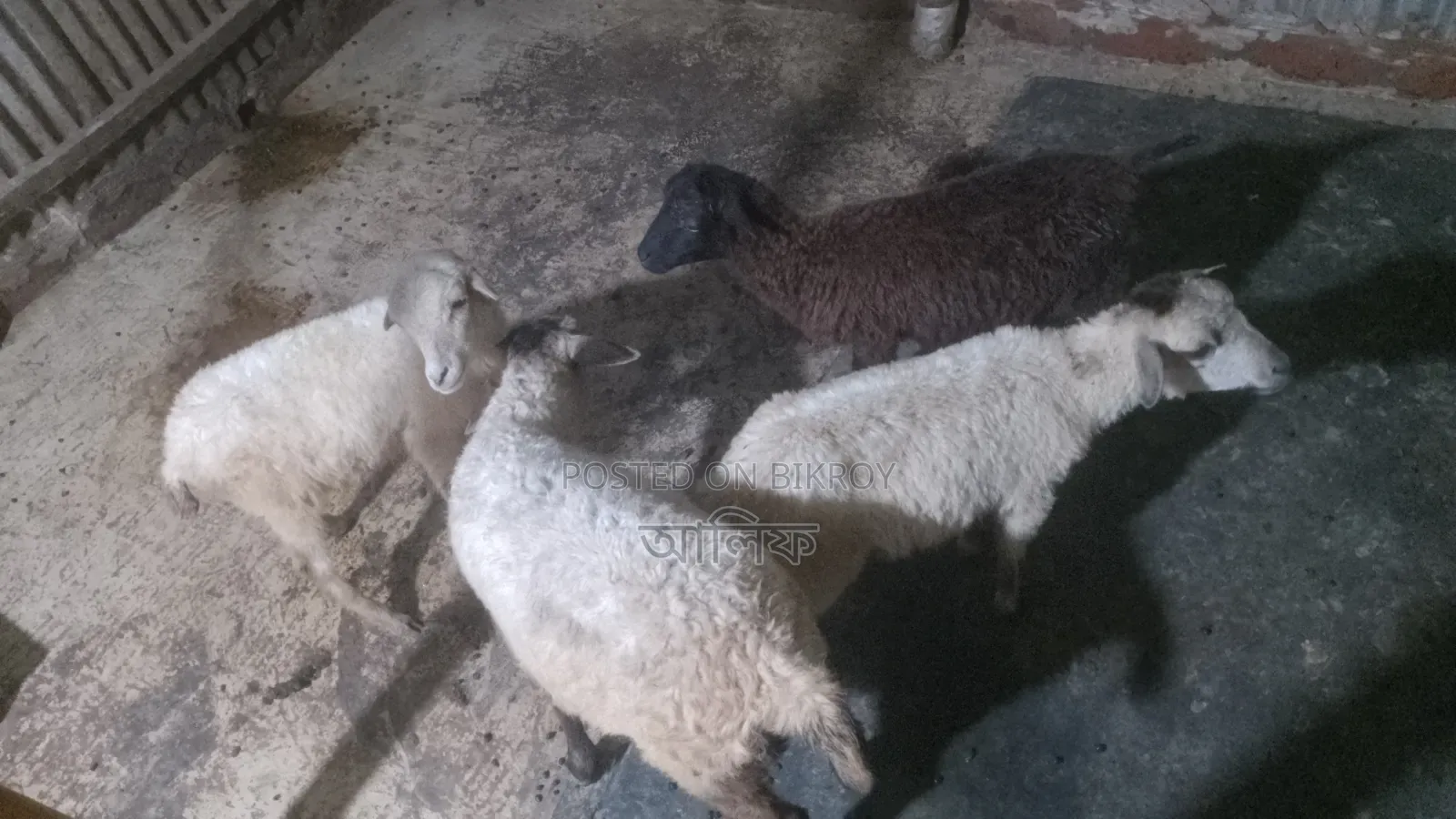 Sheep Ewes