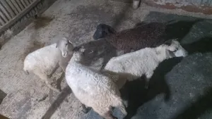 Sheep Ewes