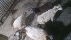 Sheep Ewes