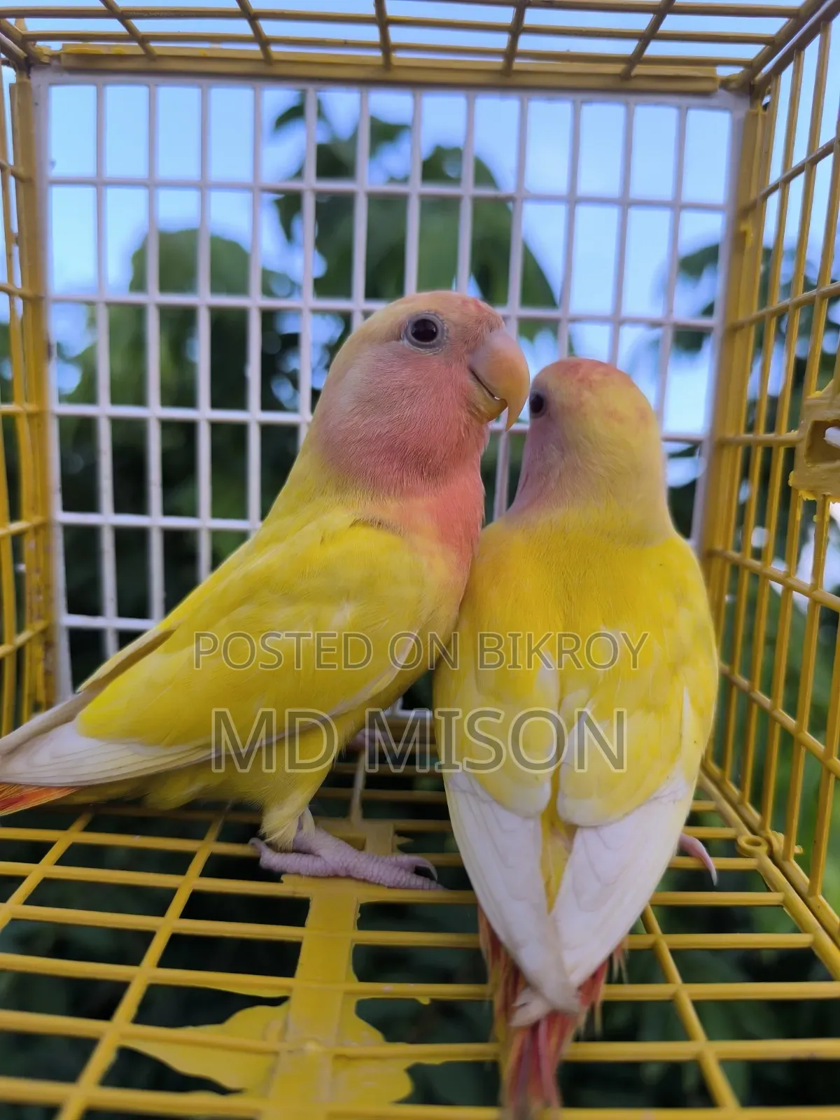 2 Semi-Adult Lutino Red Eyes Opaline Lovebirds Birds for Sale