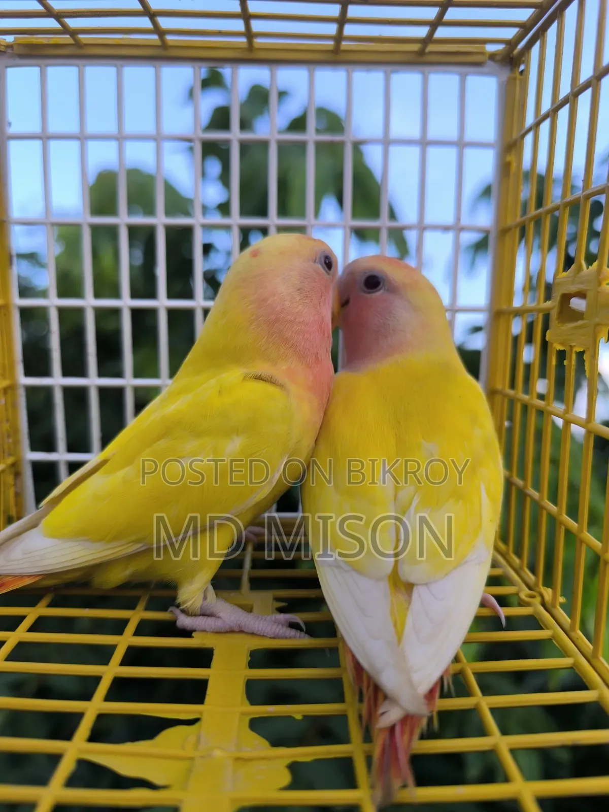2 Semi-Adult Lutino Red Eyes Opaline Lovebirds Birds for Sale