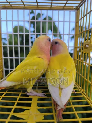 2 Semi-Adult Lutino Red Eyes Opaline Lovebirds Birds for Sale