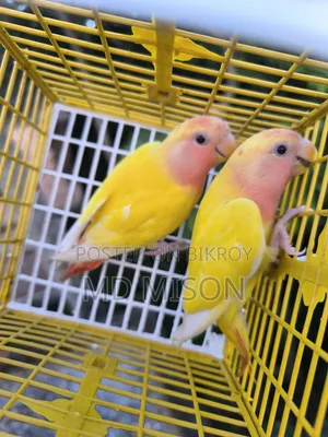 2 Semi-Adult Lutino Red Eyes Opaline Lovebirds Birds for Sale
