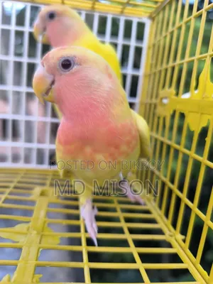 2 Semi-Adult Lutino Red Eyes Opaline Lovebirds Birds for Sale