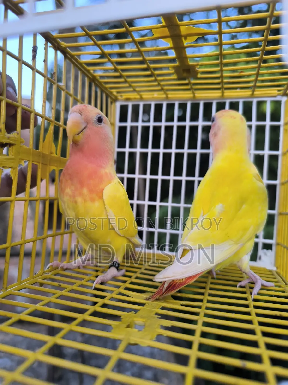 2 Semi-Adult Lutino Red Eyes Opaline Lovebirds Birds for Sale