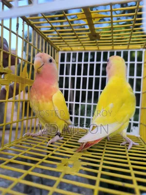 2 Semi-Adult Lutino Red Eyes Opaline Lovebirds Birds for Sale