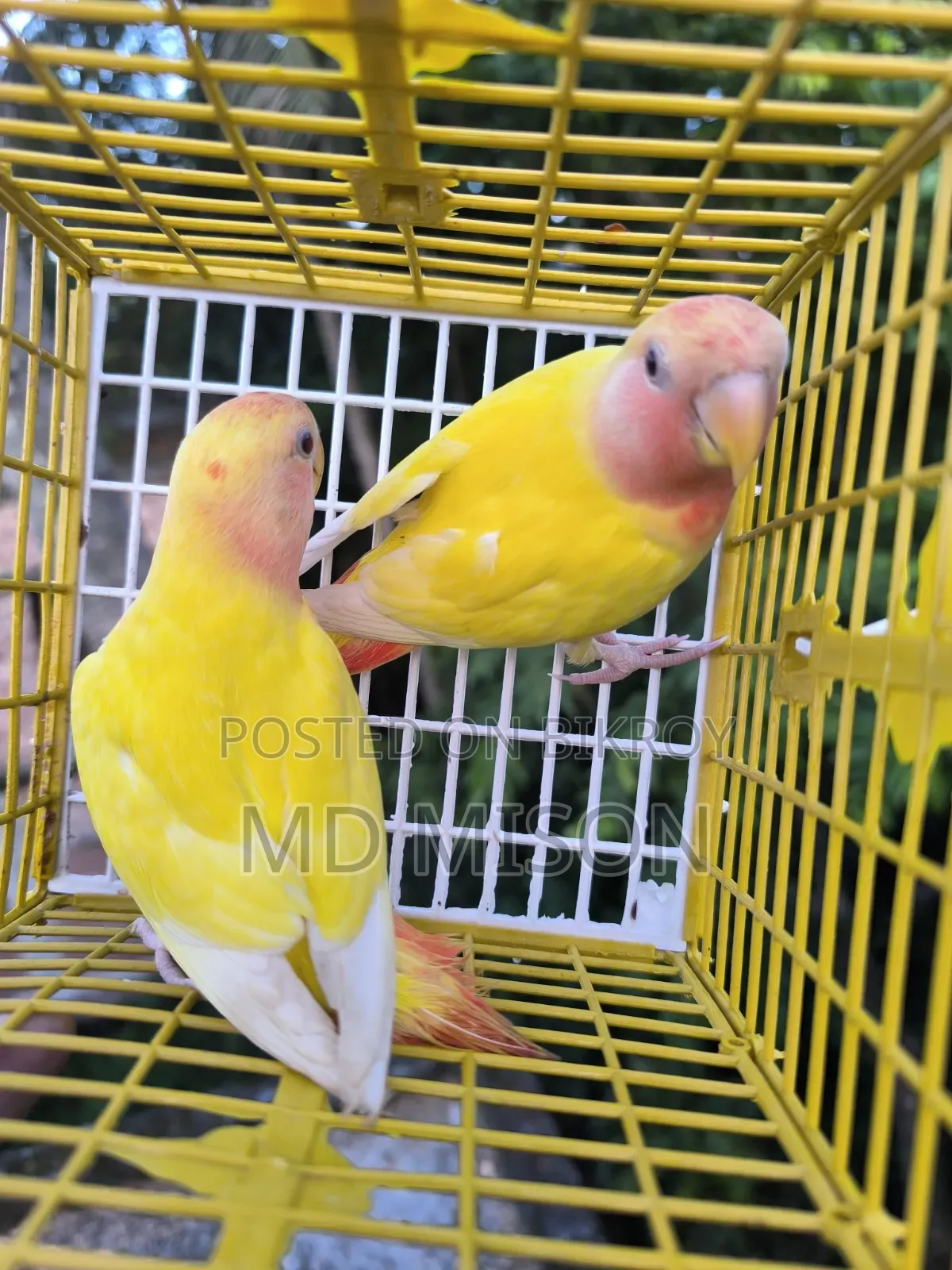 2 Semi-Adult Lutino Red Eyes Opaline Lovebirds Birds for Sale