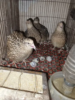 রানিং ডিম পাড়া কোয়েল