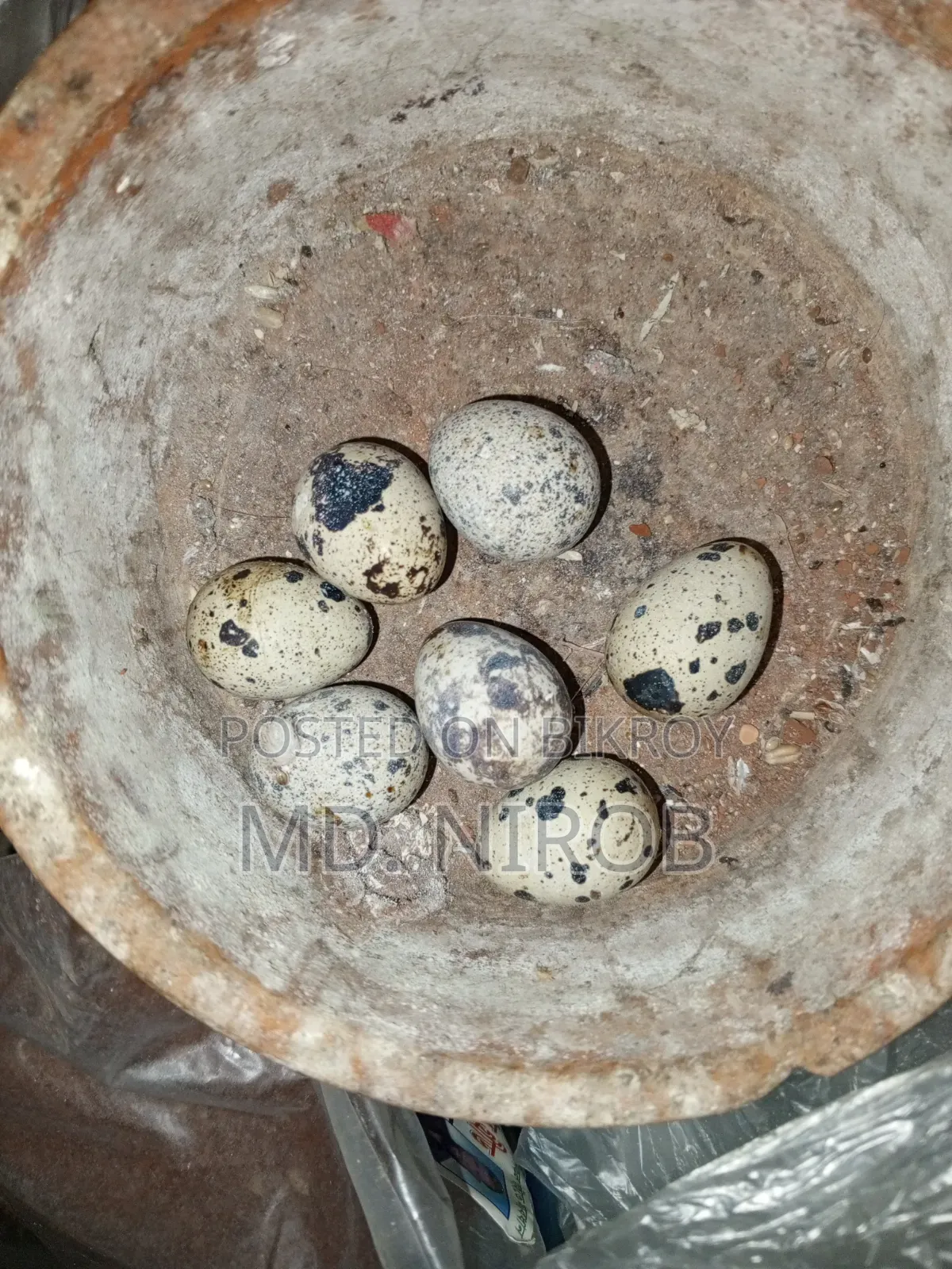 রানিং ডিম পাড়া কোয়েল
