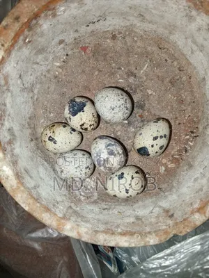 রানিং ডিম পাড়া কোয়েল