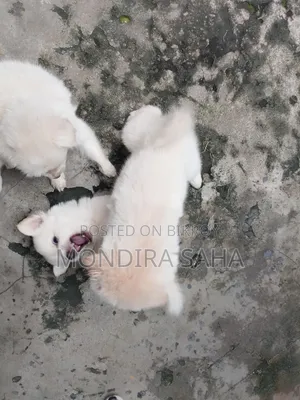 ১-৩ মাসের নর পিওরব্রেড জাপানিজ স্পিটজ