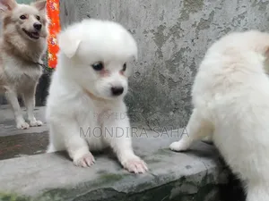 ১-৩ মাসের নর পিওরব্রেড জাপানিজ স্পিটজ