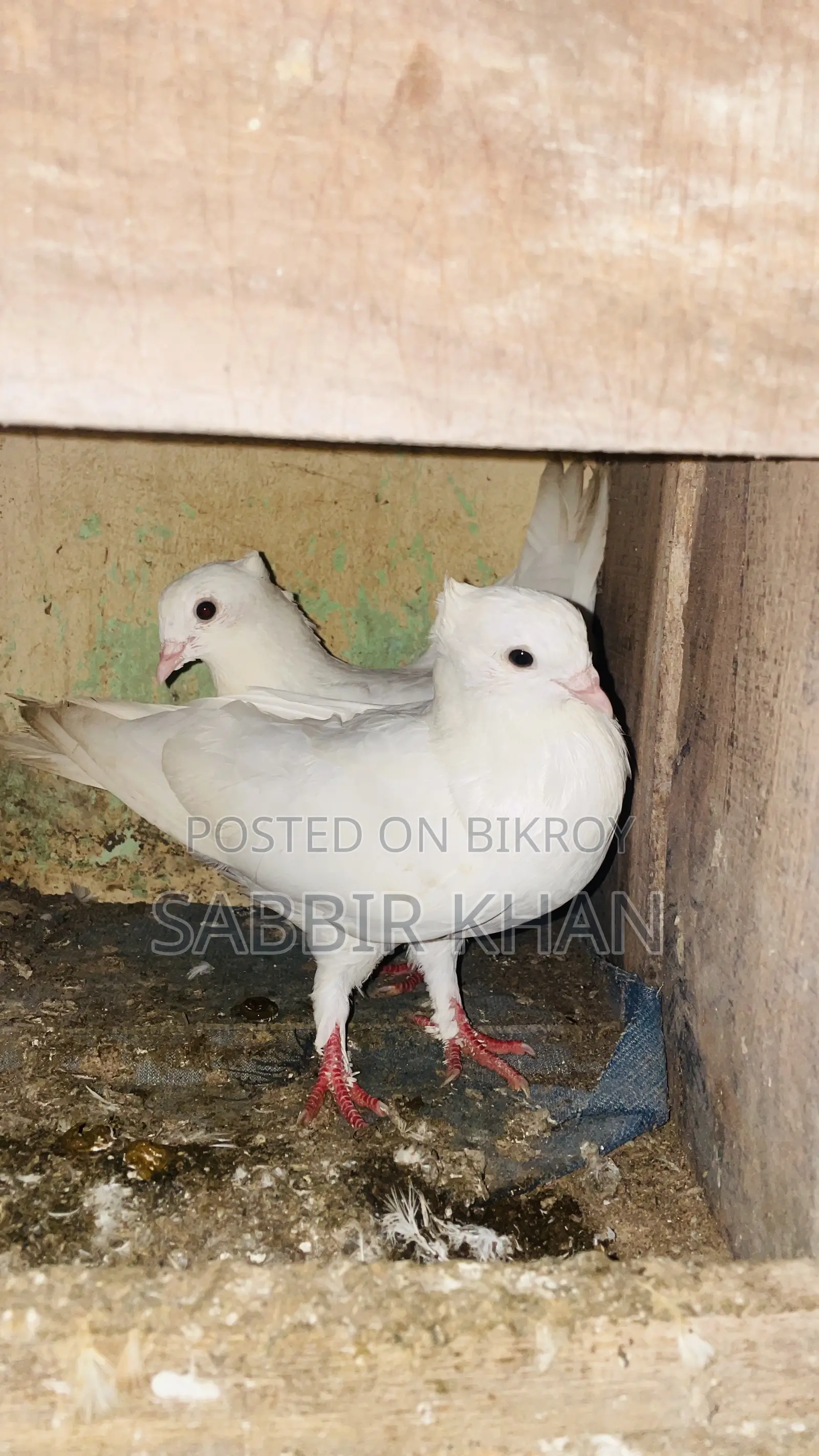 Kagaji and Giyachulli Pigeon