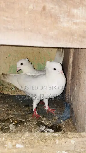 Kagaji and Giyachulli Pigeon