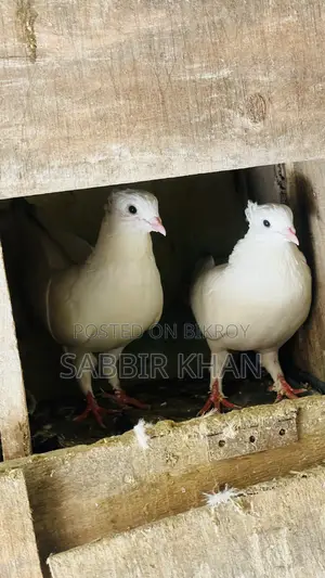 Kagaji and Giyachulli Pigeon