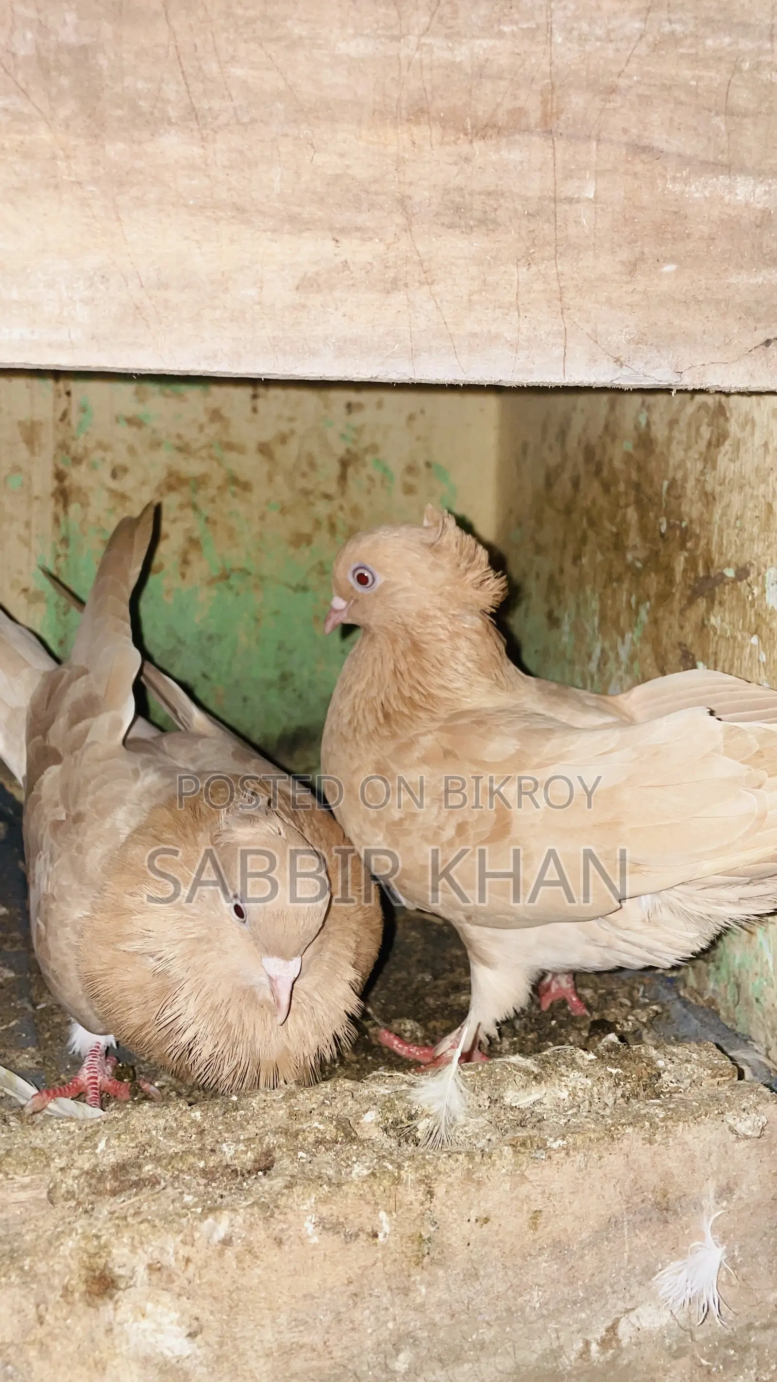 Kagaji and Giyachulli Pigeon
