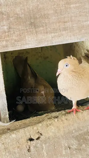 Kagaji and Giyachulli Pigeon