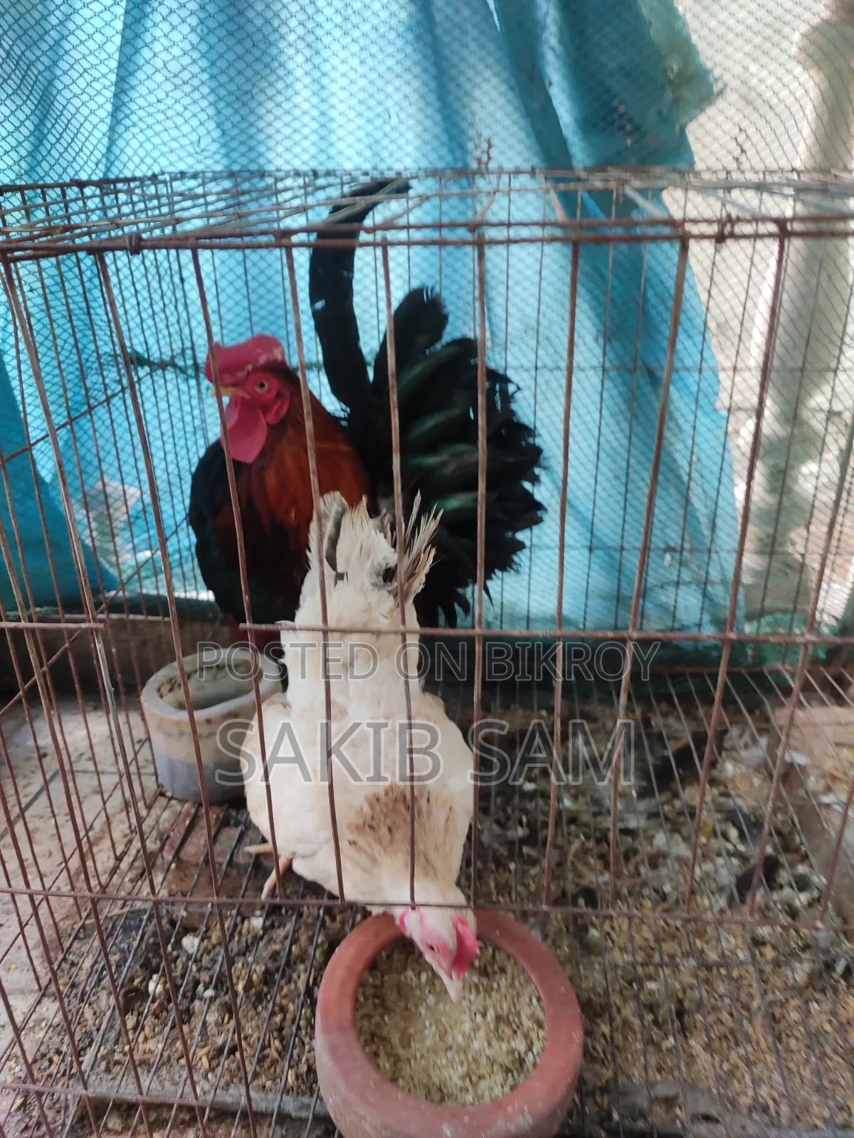 Sarama Chicken