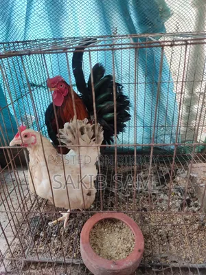 Sarama Chicken