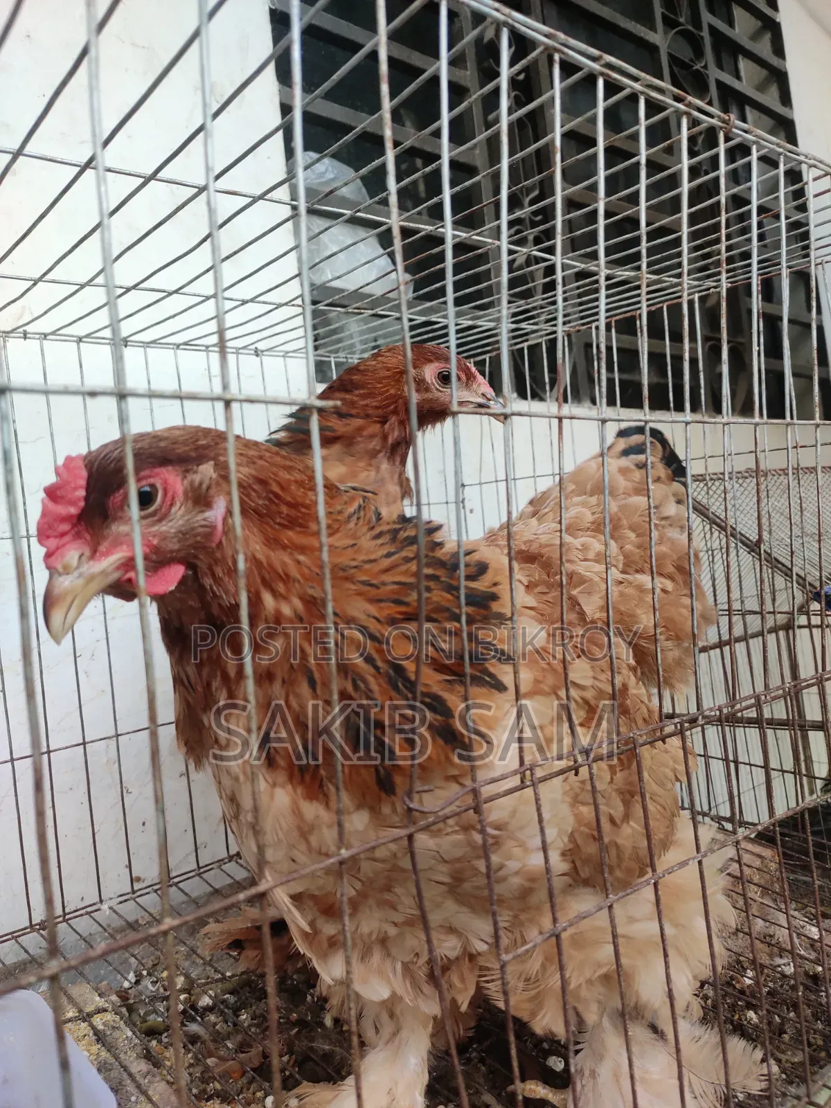 Brahma Chicken