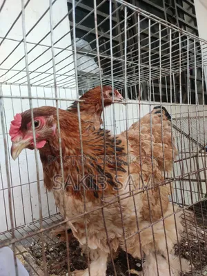 Brahma Chicken