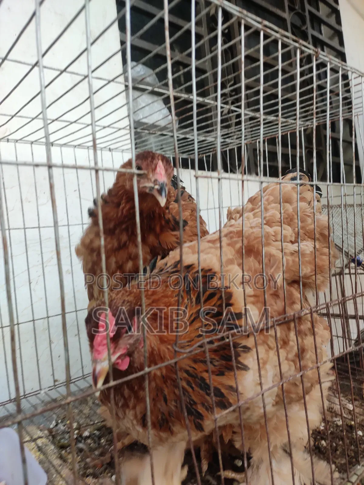 Brahma Chicken