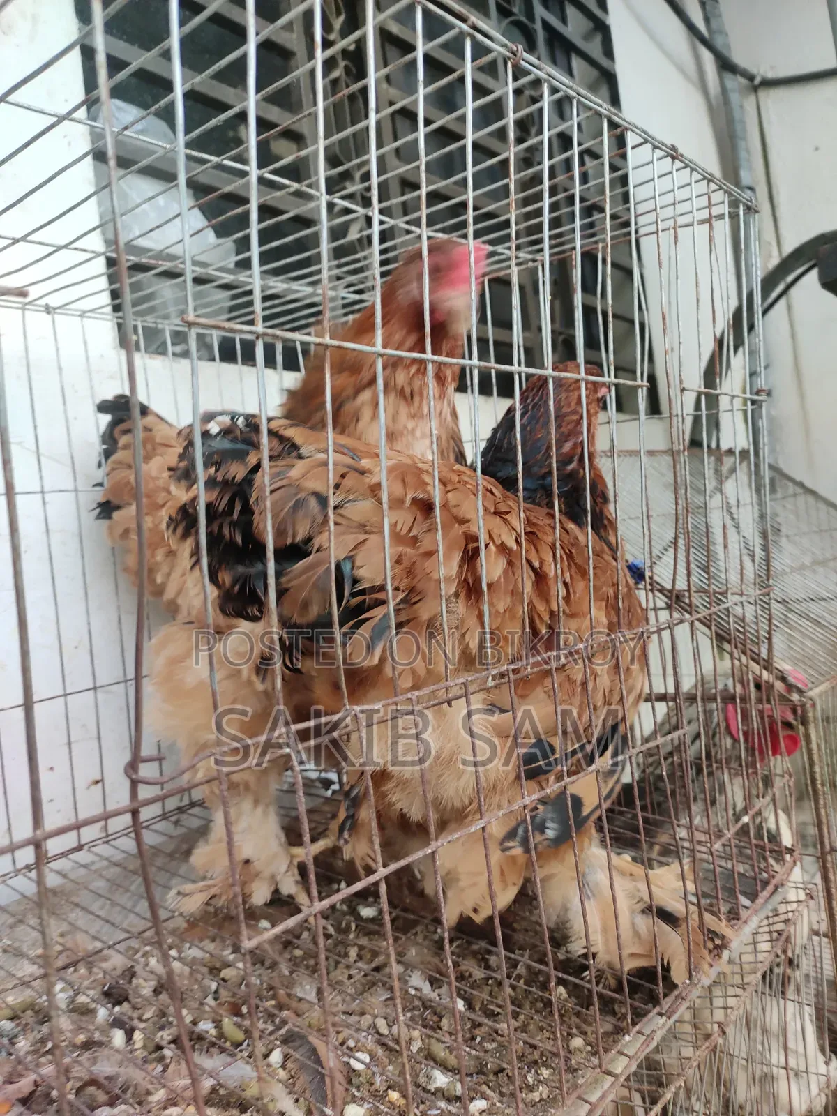 Brahma Chicken