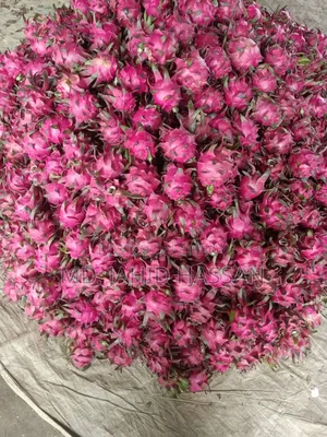 Dragon Fruits