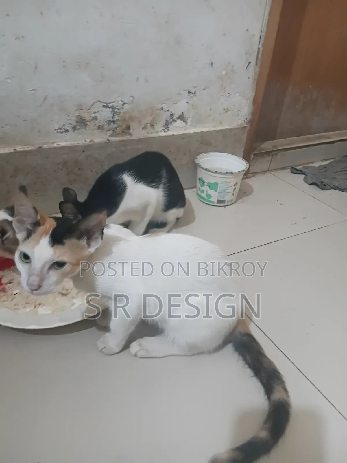 ১-৩ মাসের স্ত্রী মিশ্র জাতের বেঙ্গল