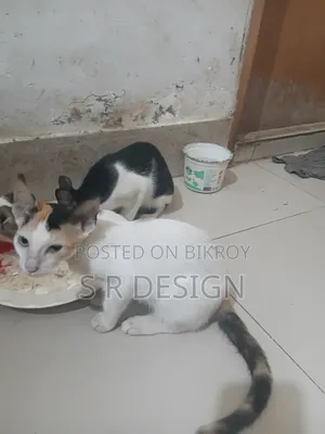 ১-৩ মাসের স্ত্রী মিশ্র জাতের বেঙ্গল
