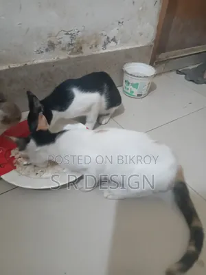 ১-৩ মাসের স্ত্রী মিশ্র জাতের বেঙ্গল