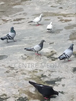 জরুরী কিছু কবুতর সেল হবে