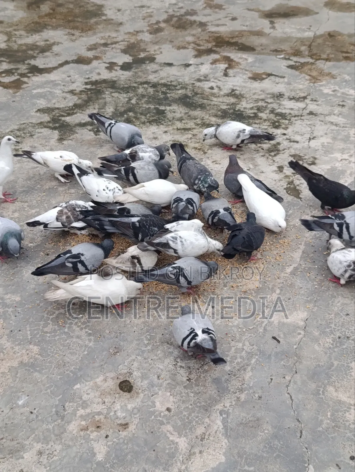 জরুরী কিছু কবুতর সেল হবে