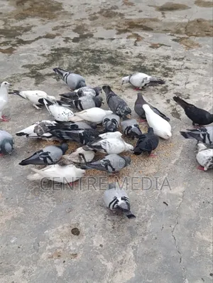 জরুরী কিছু কবুতর সেল হবে