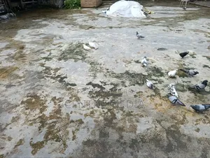 জরুরী কিছু কবুতর সেল হবে