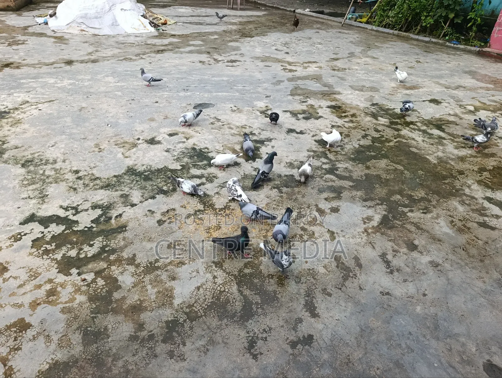 জরুরী কিছু কবুতর সেল হবে